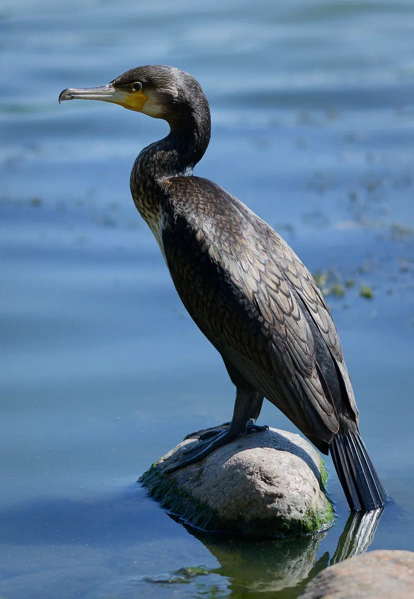Statuesque — Elegance of the Cormorant