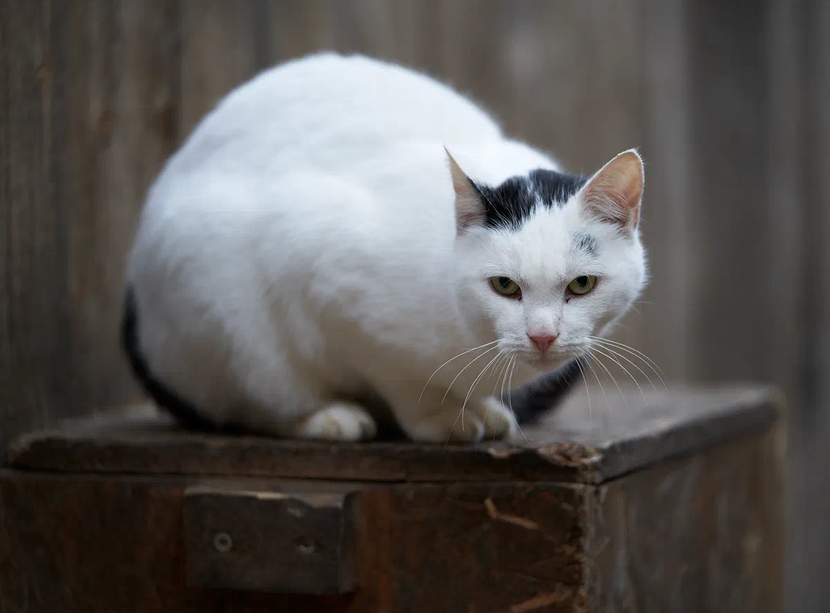 Cat, Fauna
