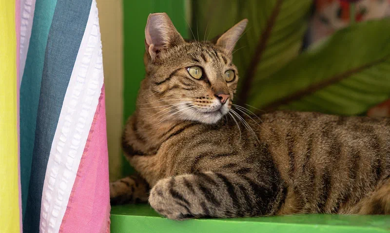 Cretan Cat I