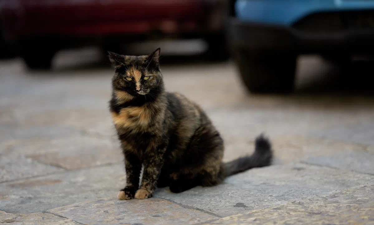 Car Cat, Fauna