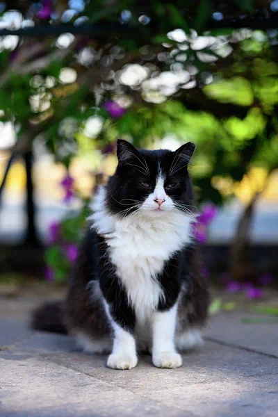Gran Canarian Cat