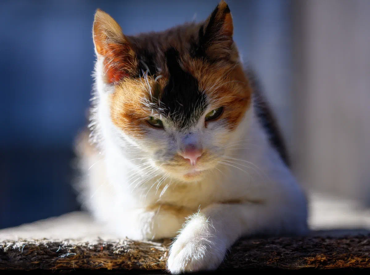 Inga's Kat, Fauna