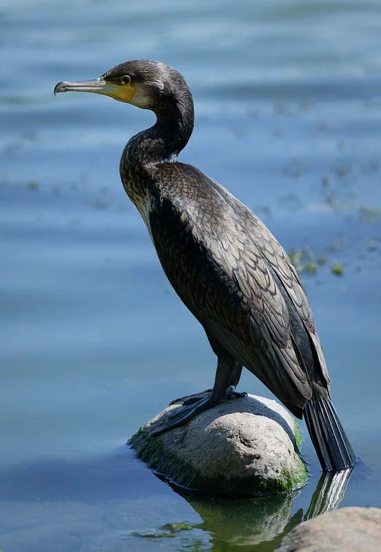 Statuesque — Elegance of the Cormorant