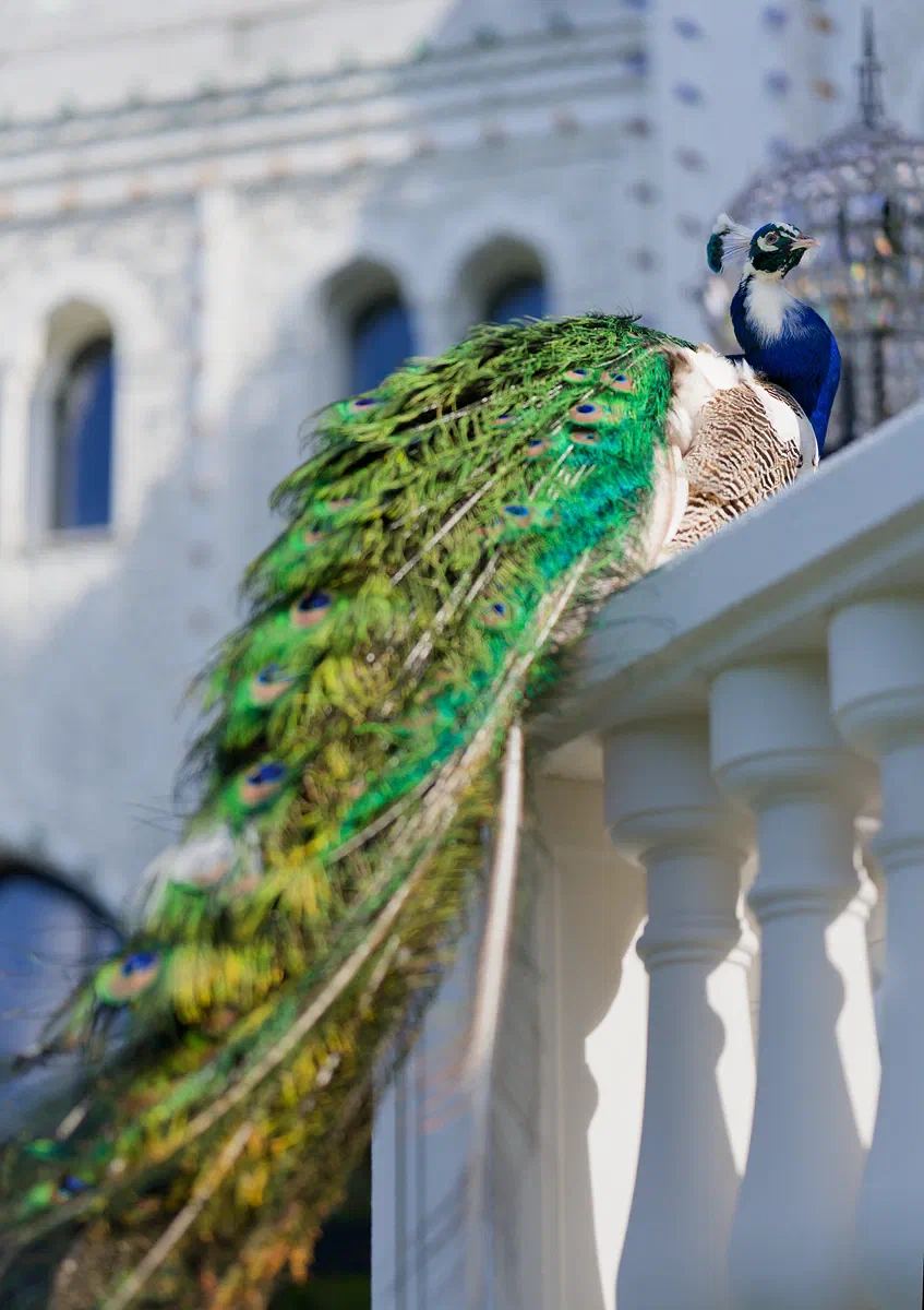 The Peacock & The Palace, Fauna