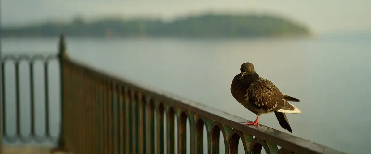 The Pigeon, Fauna