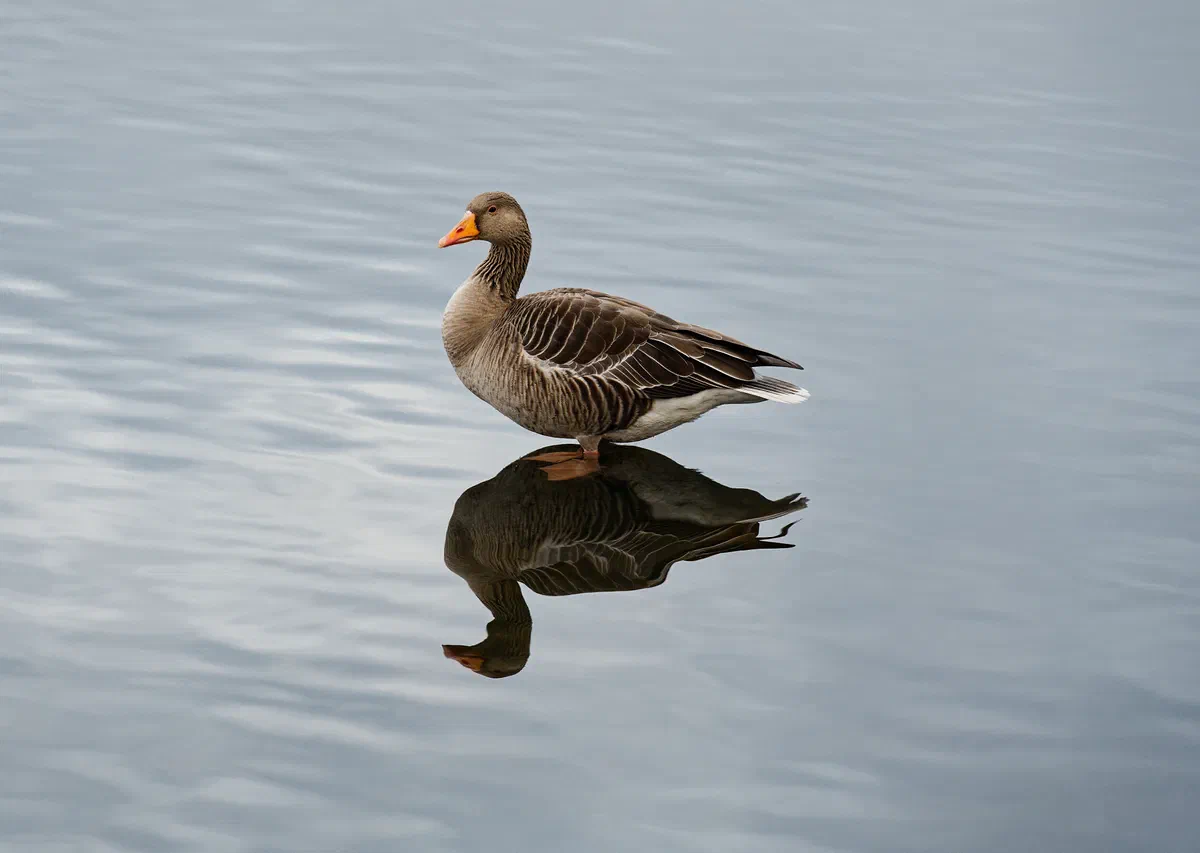 Mirror, Mirror, Fauna