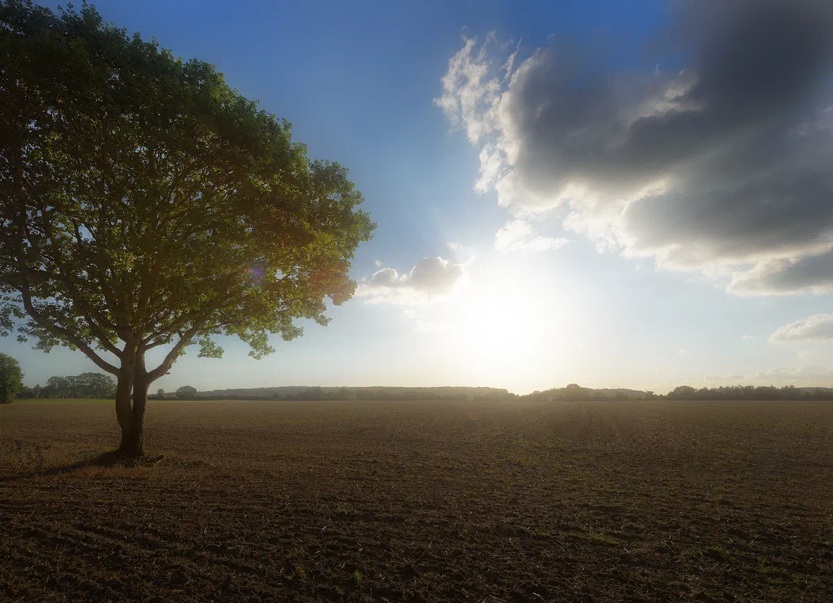 Tree II, Nature 2016