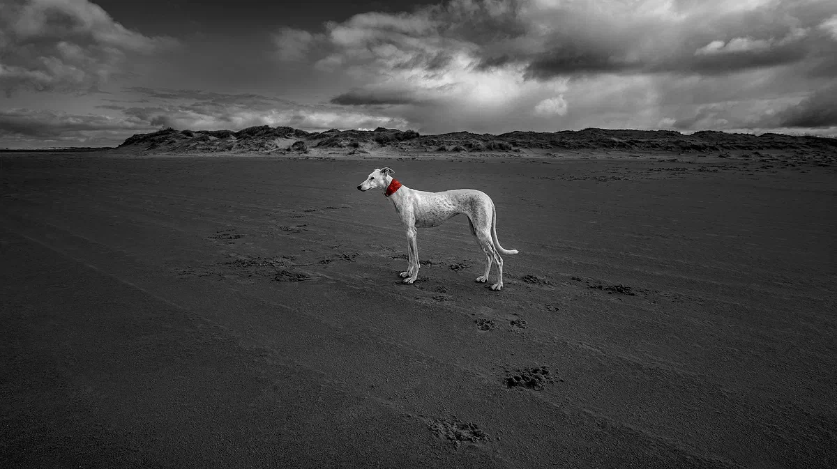 Red Scarf, Nature 2016