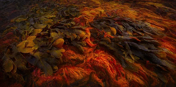Kelp Lava