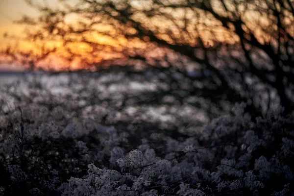 Soft Sun
