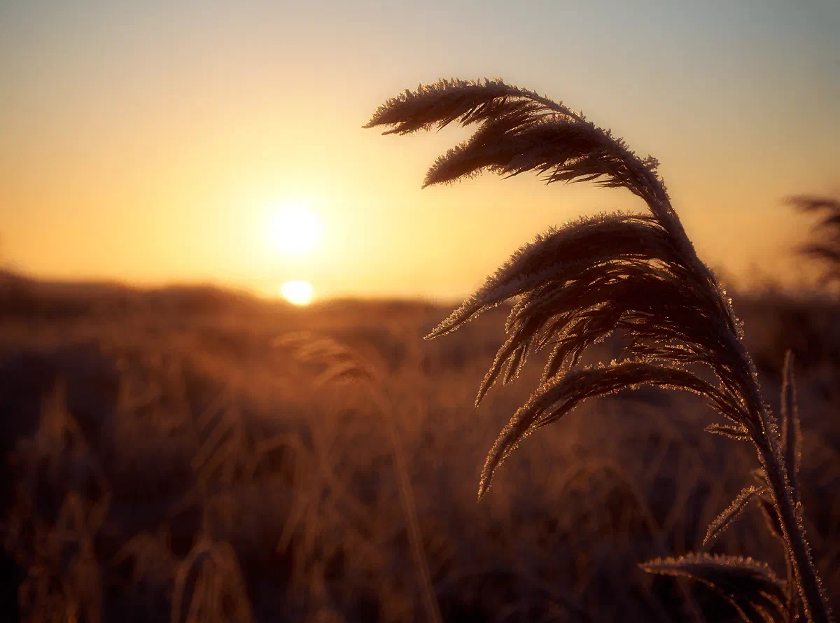 Red Sun Rising, Nature 2018