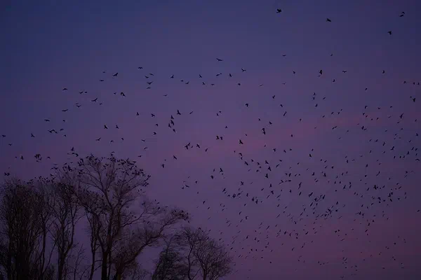 Blue Hour Bird Swarm