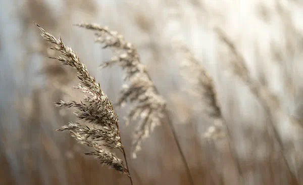 Golden Reed
