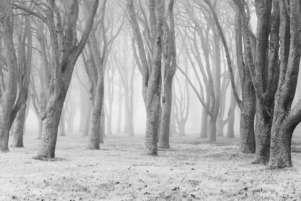 Unknown, Nature 2021