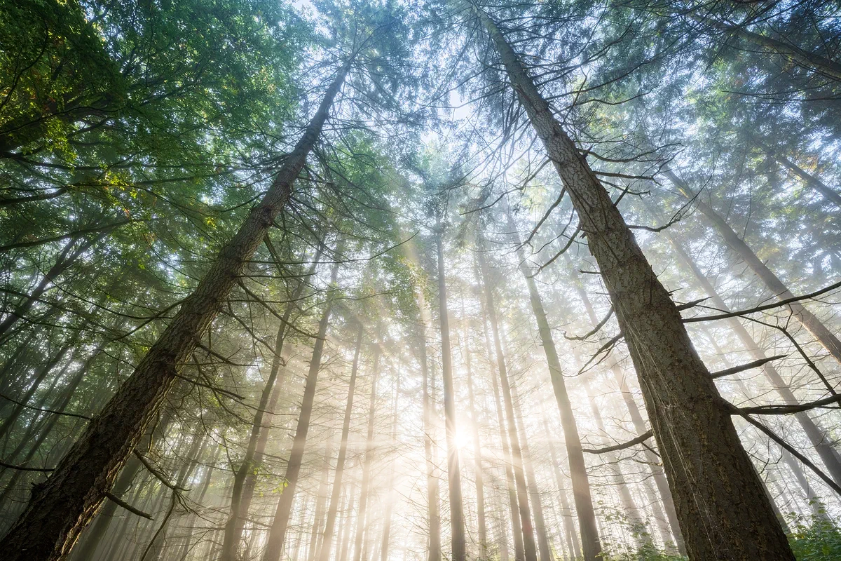 Revelation, Nature 2021