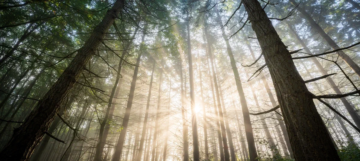 Revelation, Nature 2021