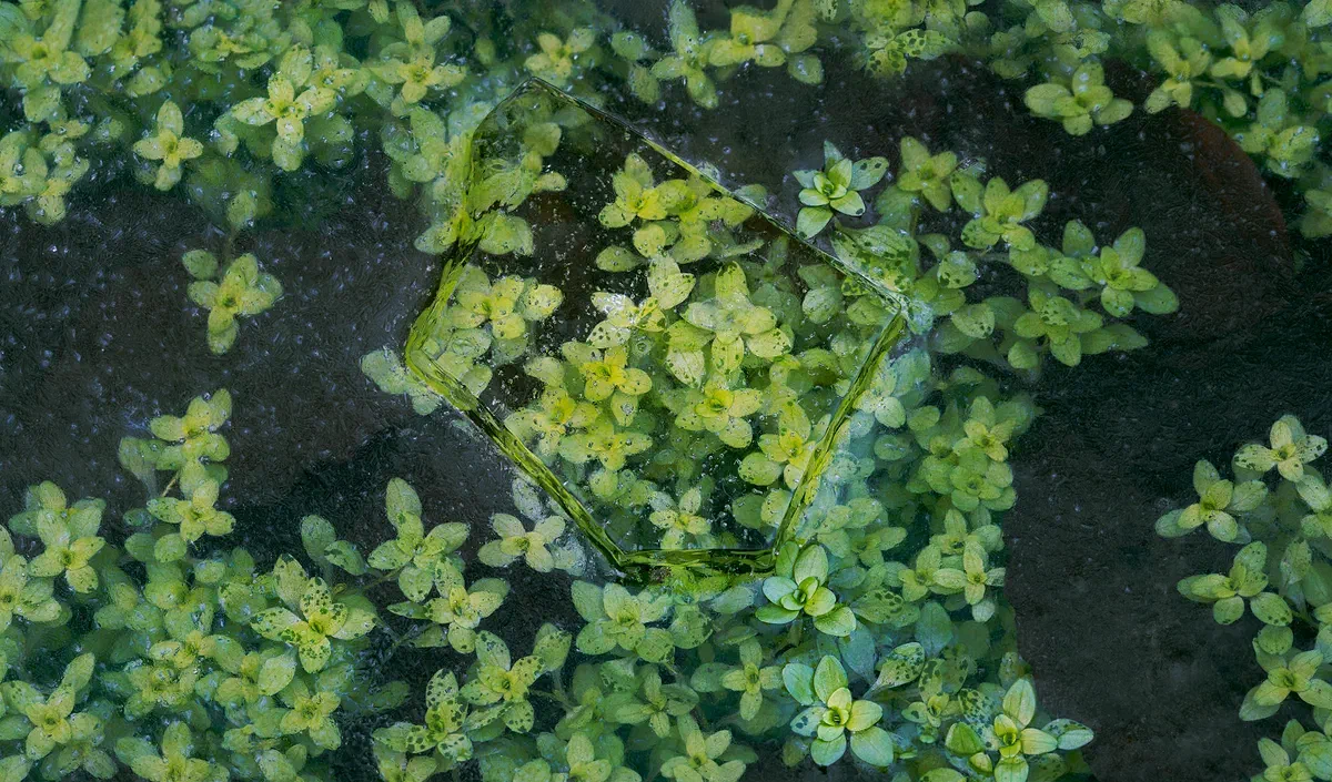 Stasis, Nature 2021