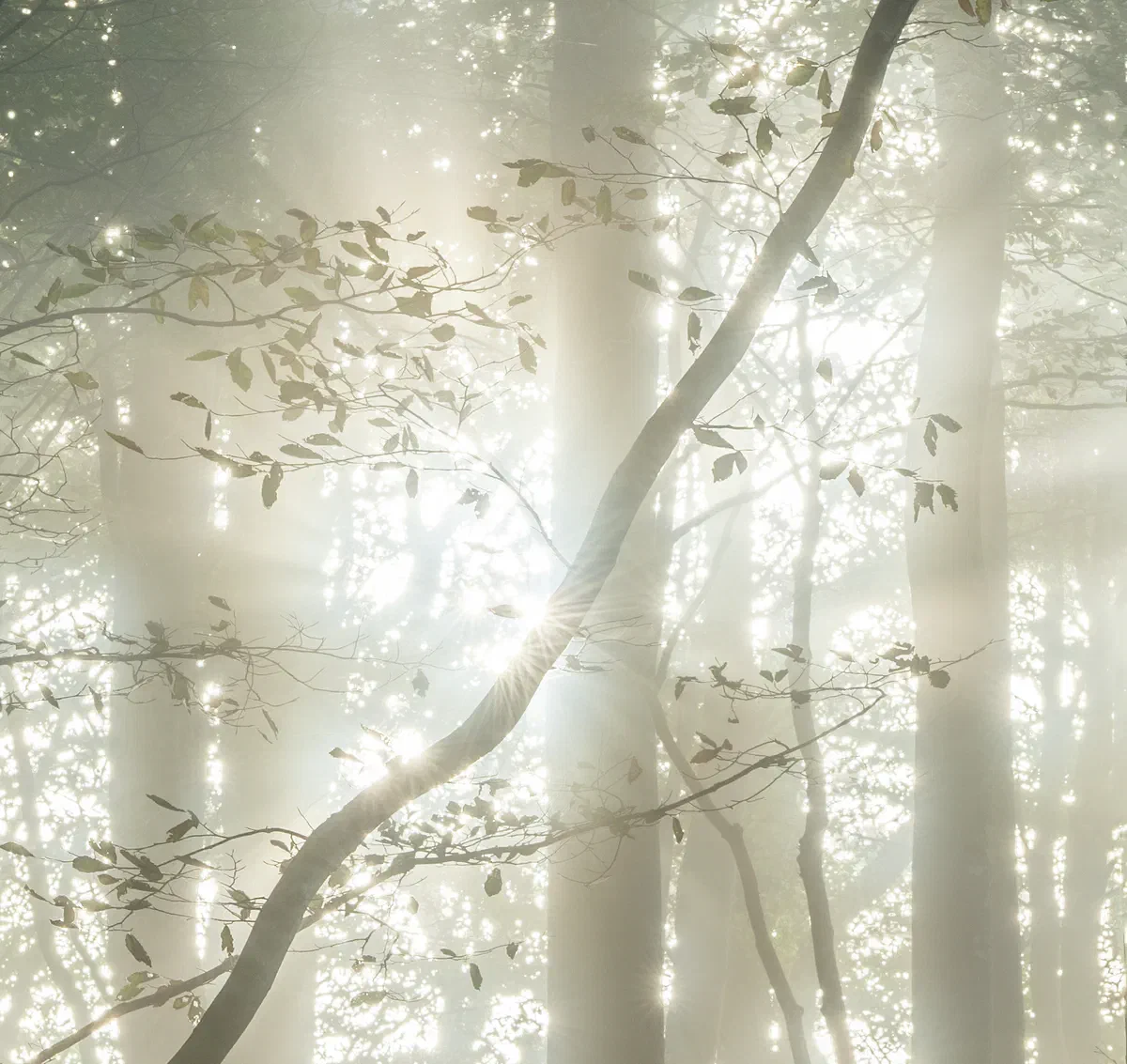 Lothlórien, Nature 2021