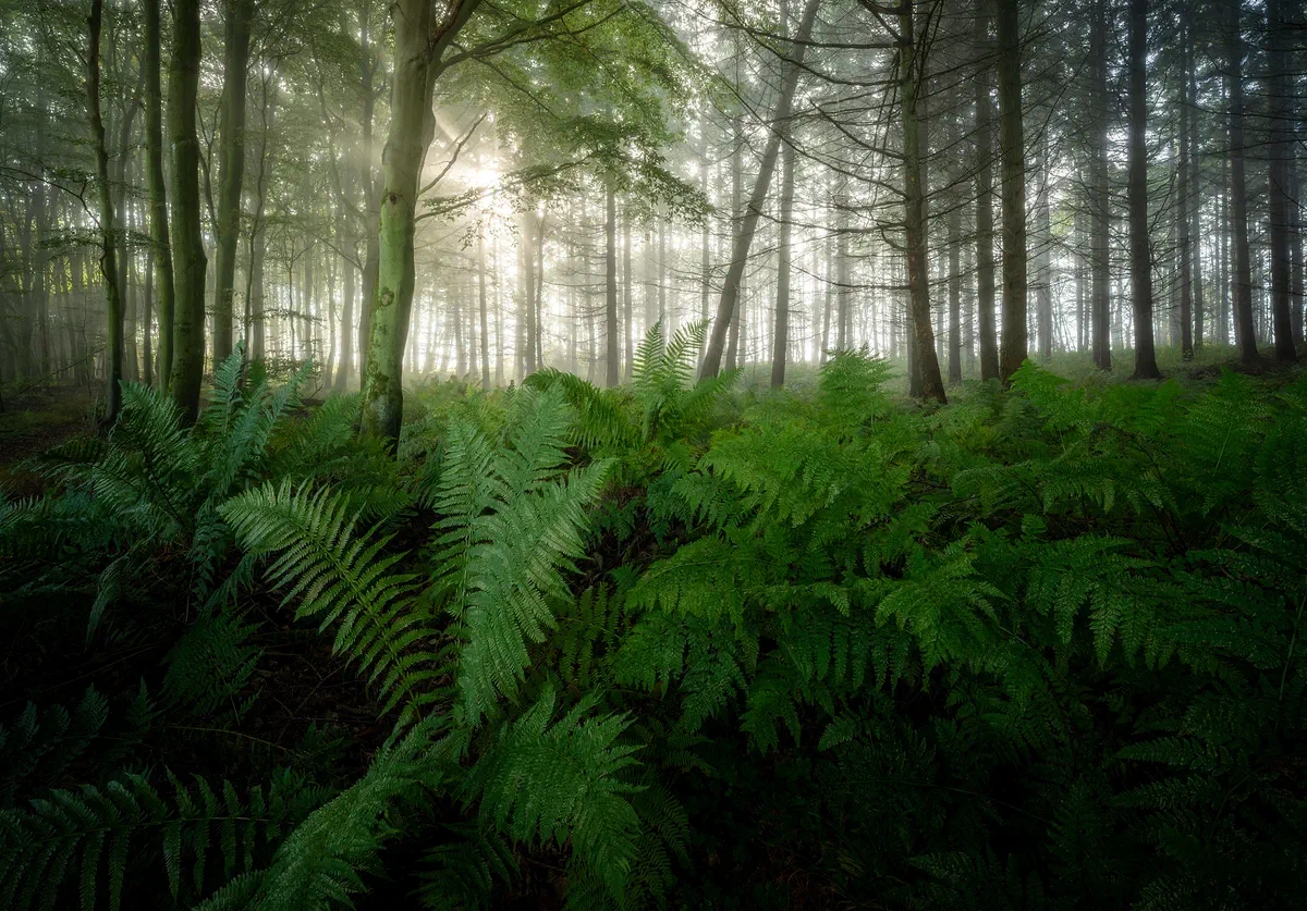 Ferns, Nature 2021