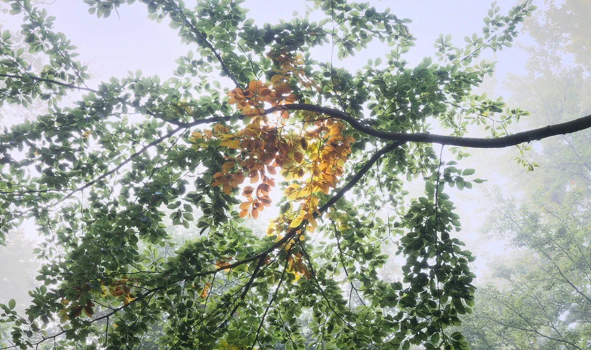 Equilibrium, Nature 2021