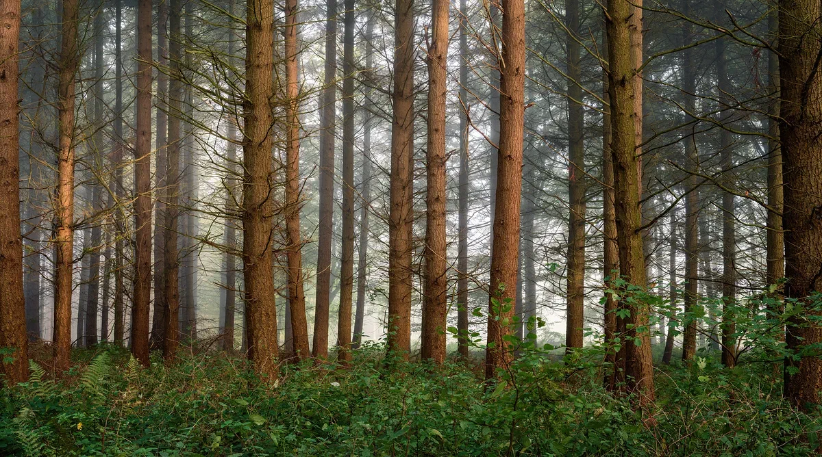 Bare Forest Mist, Nature 2021