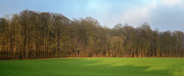 Tree Line