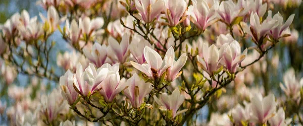 The Fading Blossom of Magnolia