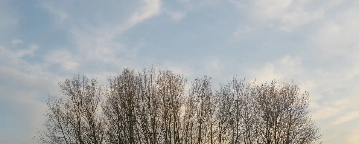Tree Line, Nature 2024