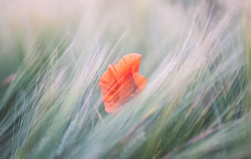 Poppies
