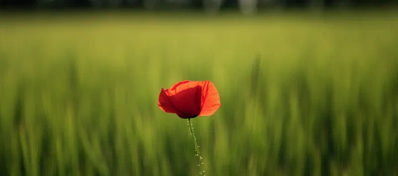 A Single Poppy