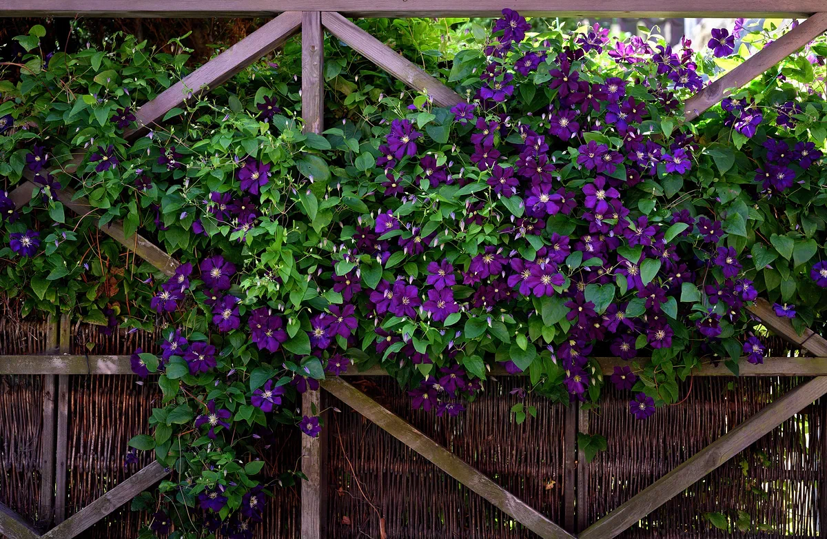 Purple, Rønne 2022