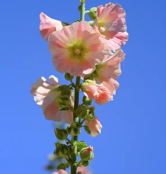 Stokrose III